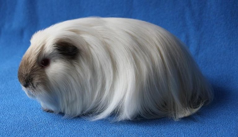 Sheltie Guinea Pig: Facts, Personality, Care, with Pictures