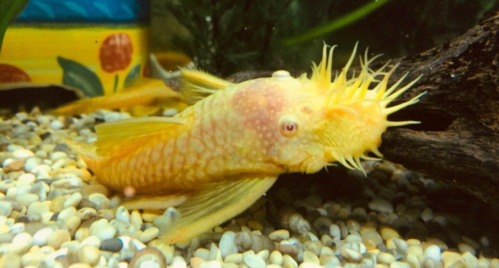 Albino Bristlenose Pleco Info With Care Details And Pictures albino-bristlenose-pleco-info-with-care-details-and-pictures