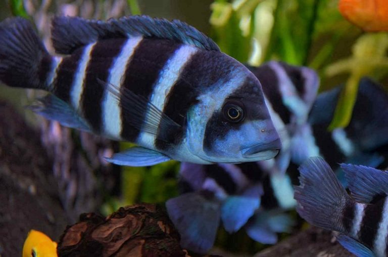 Frontosa Cichlid Info with Care Details and Pictures