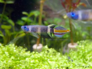 Clown Killifish: Info with Care Details and Pictures