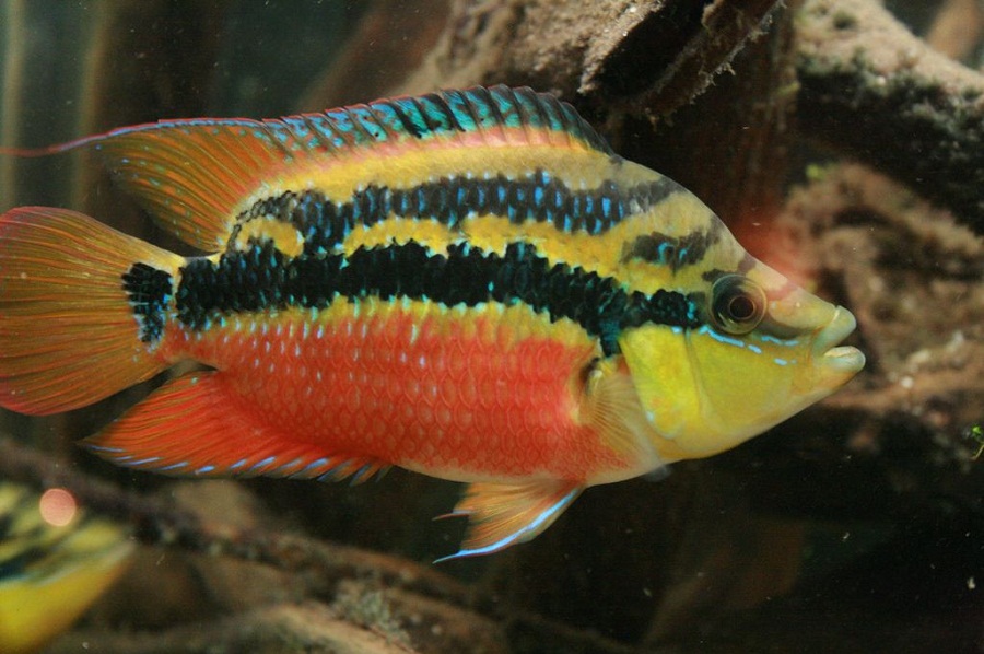 Salvini Cichlid: Info with Care Details and Pictures
