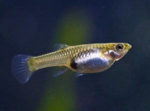 Endler’s Guppy (Endler’s Livebearer): Info with Care Details and Pictures