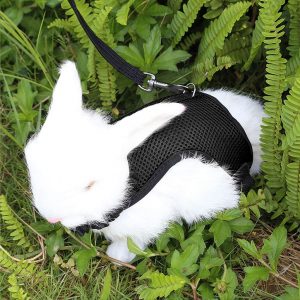 Pettom Bunny Rabbit Harness