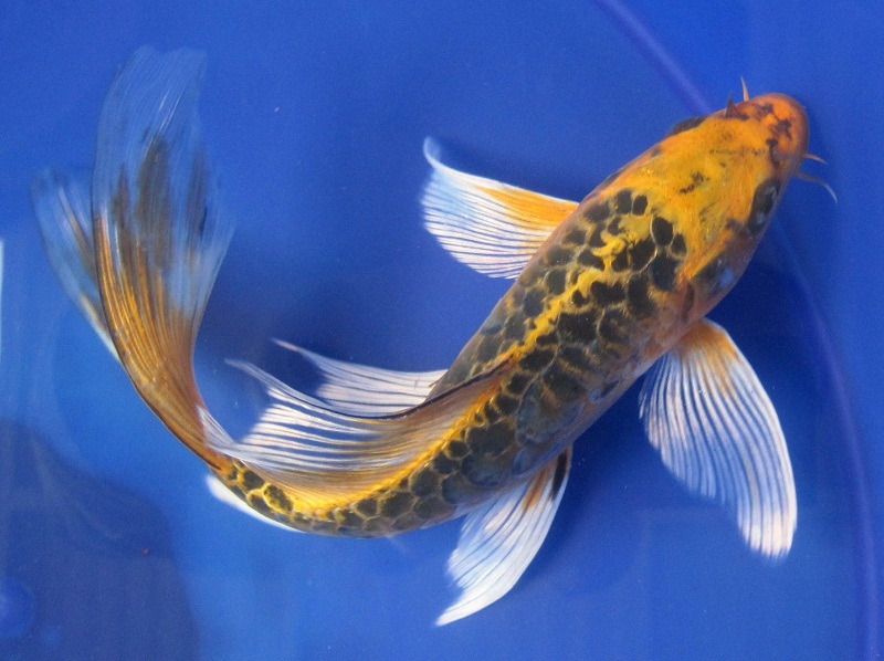 Butterfly Koi: Info with Care Details and Pictures