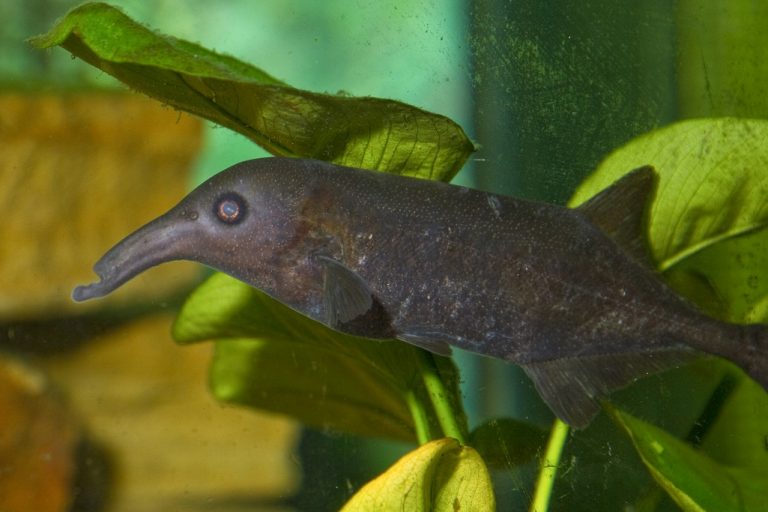 Elephant Nose Fish Info with Care Details and Pictures
