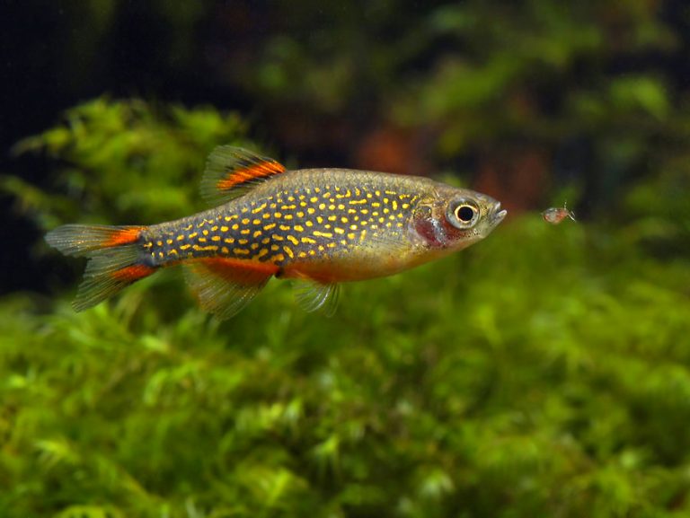 Celestial Pearl Danio (Galaxy Rasbora) Info with Care Details and Pictures