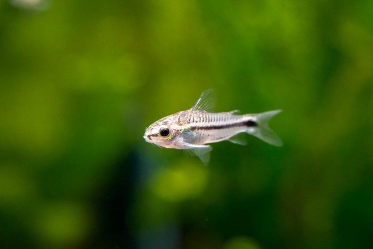 Pygmy Cory (Pygmy Corydoras) Info with Care Details and Pictures