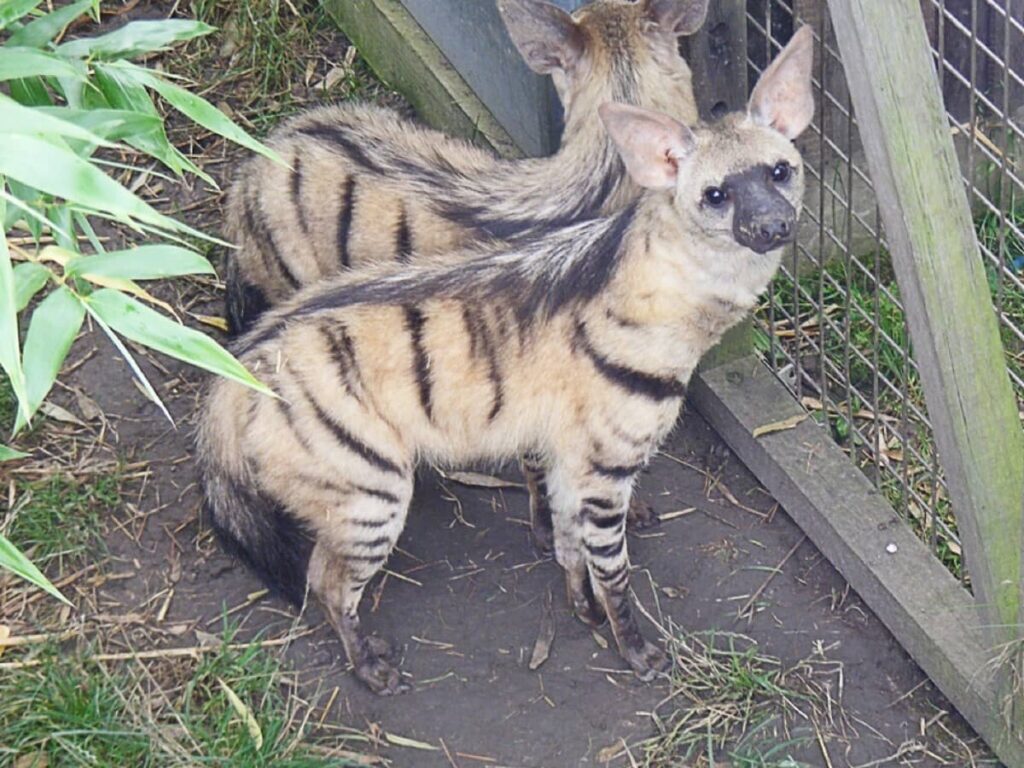 Aardwolves