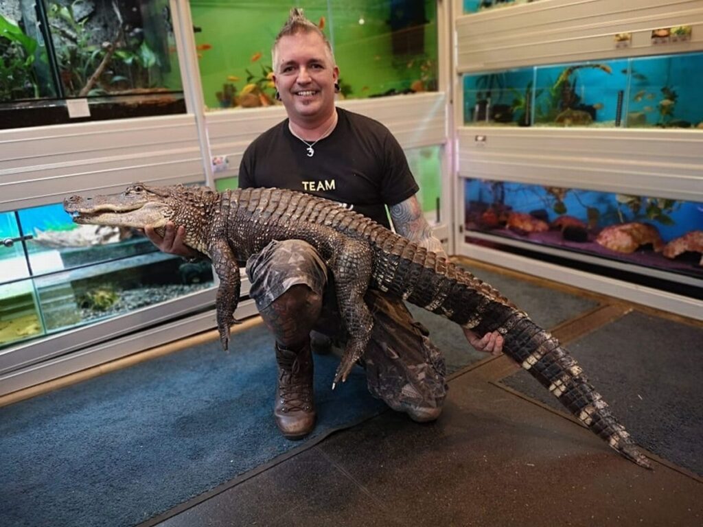 Alligator