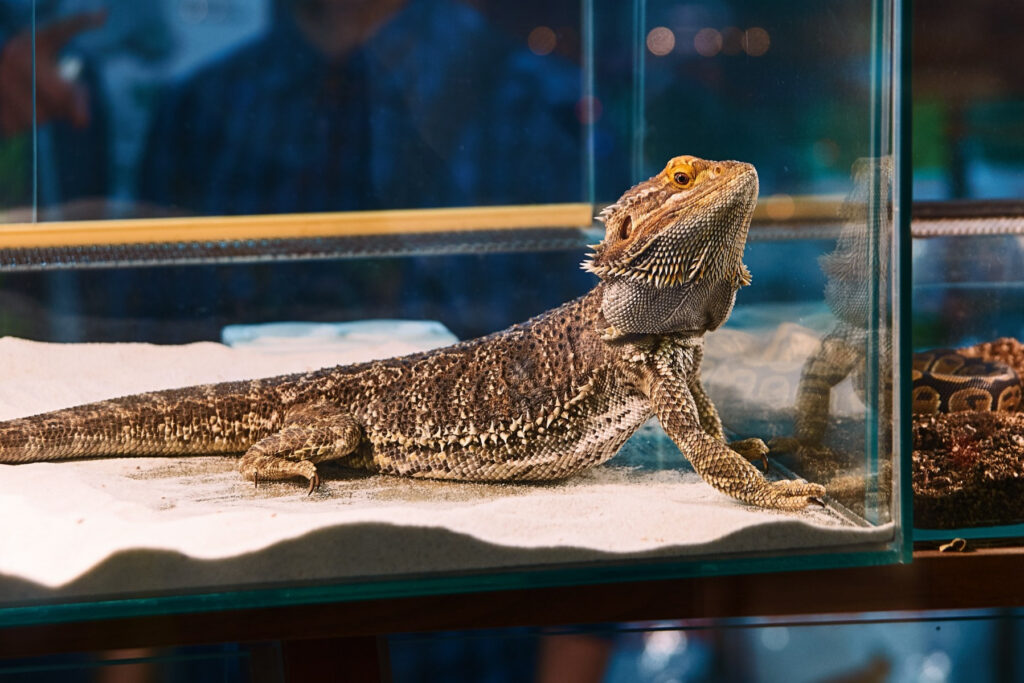 Bearded Dragon