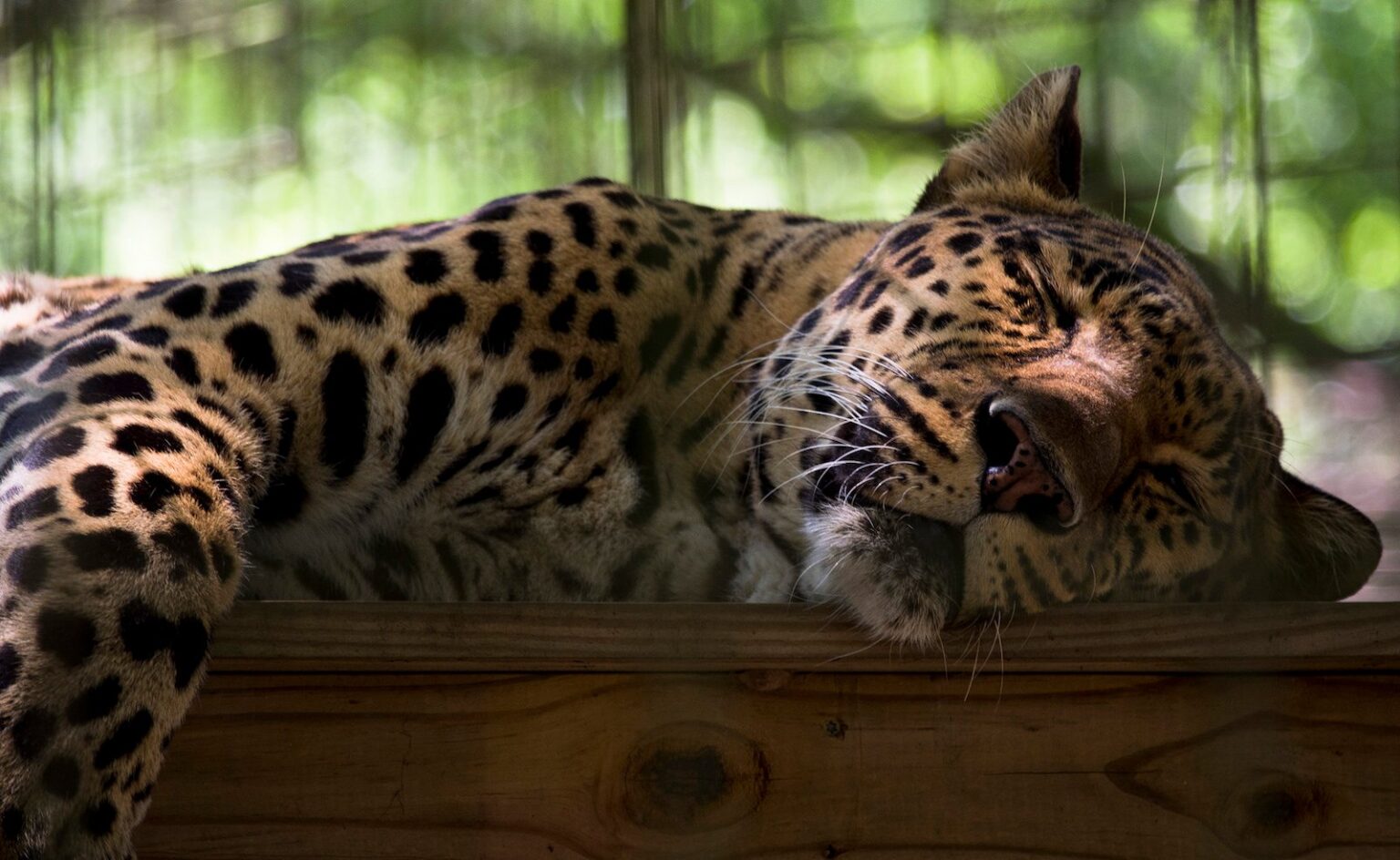 exotic-pet-animals-facts-list-pictures