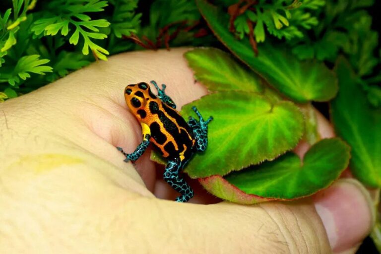 exotic-pet-animals-facts-list-pictures