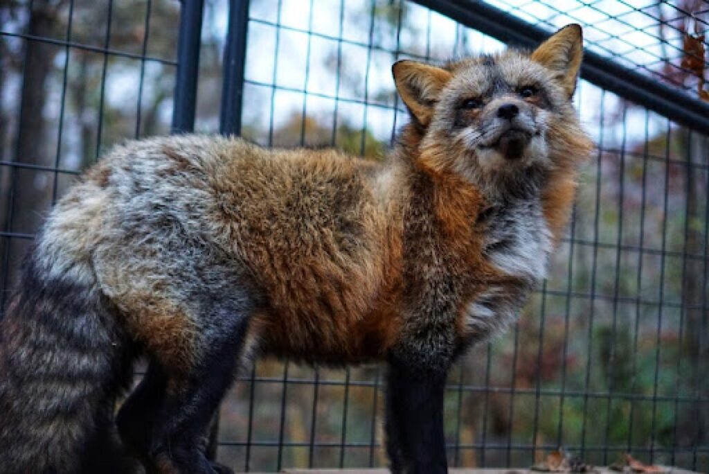 Red Fox
