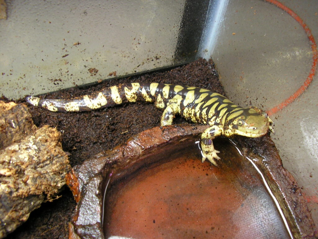 Tiger Salamander