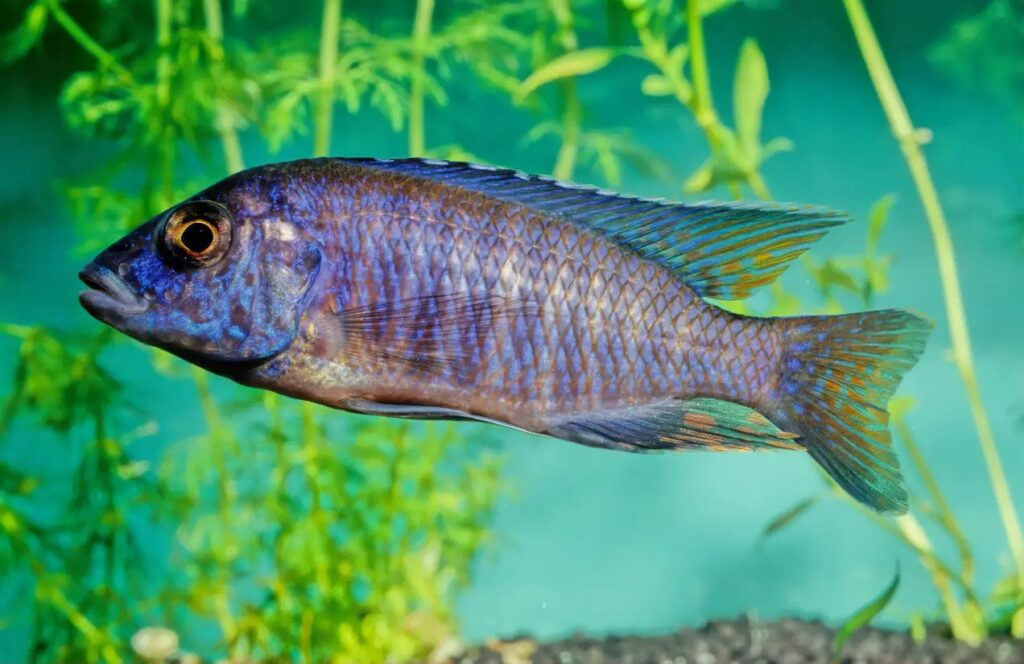 African Cichlid