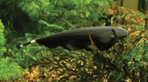 Black Ghost Knifefish