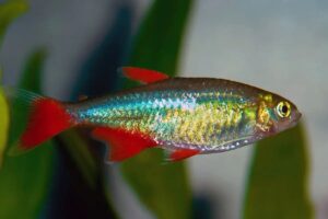 Bloodfin Tetra