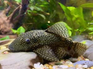 Bristlenose Pleco