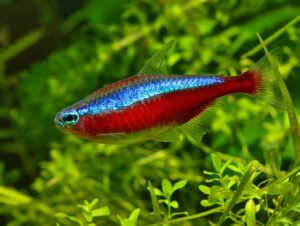 Cardinal Tetra