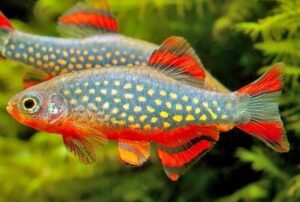 Celestial Pearl Danio