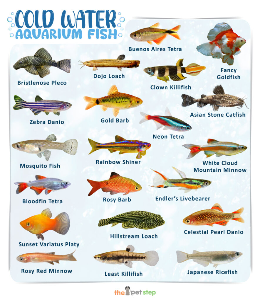 Cold Water Aquarium Fish