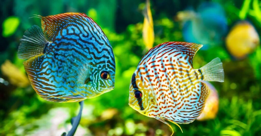 Discus