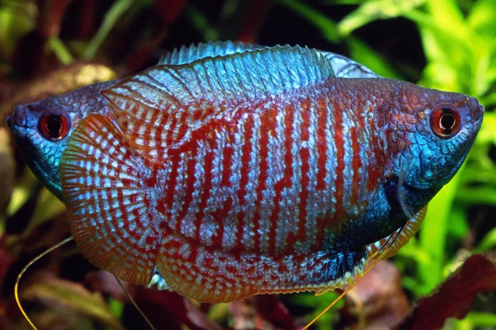 Dwarf Gourami