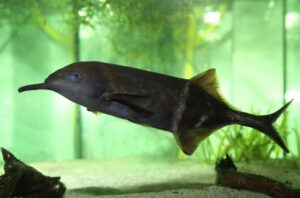 Elephantnose Fish