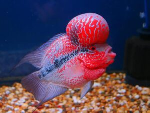 Flowerhorn Cichlid