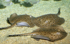 Freshwater Stingrays