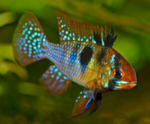 German Blue Ram