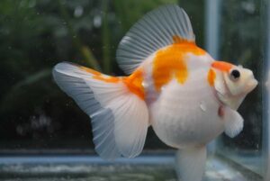 Izumo Nankin Goldfish