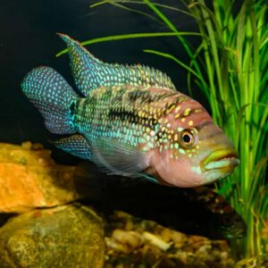 Jack Dempsey Fish