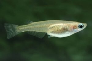 Japanese Ricefish