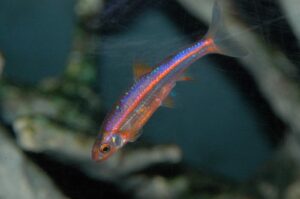 Rainbow Shiner