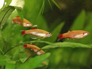 Rosy Red Minnow