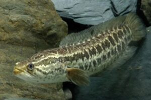 Snakehead Fish