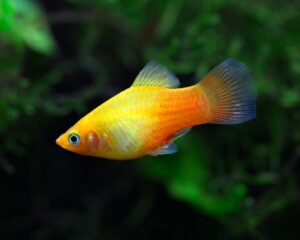 Sunset Variatus Platy