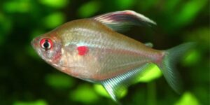 Bleeding Heart Tetra