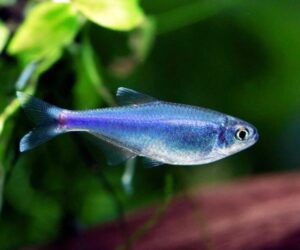 Blue Tetra