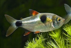 Bucktooth Tetra