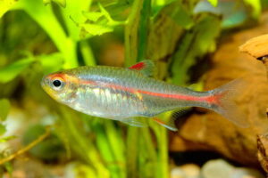 Glowlight Tetra