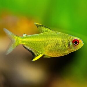 Lemon Tetra