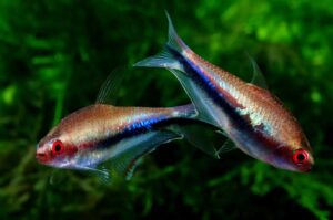 Rainbow Tetra