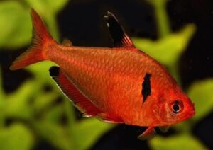 Serpae Tetra