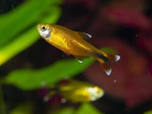 Silvertip Tetra