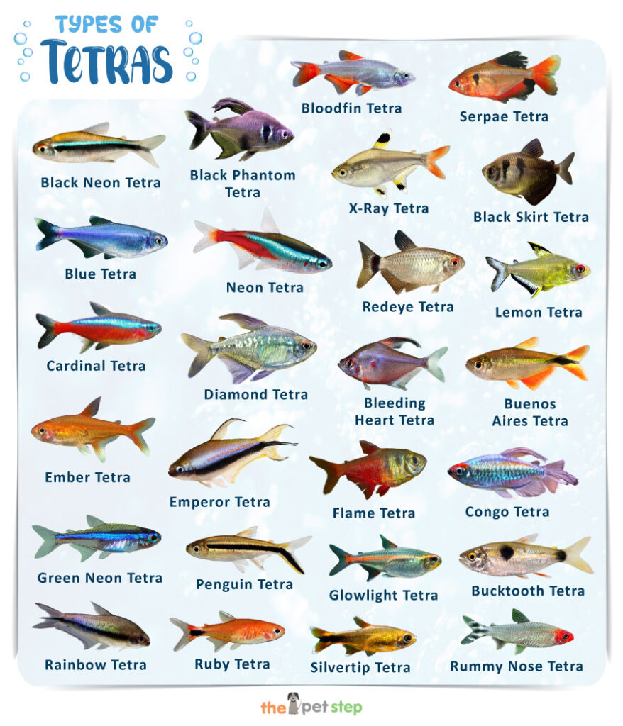 Types of Tetras